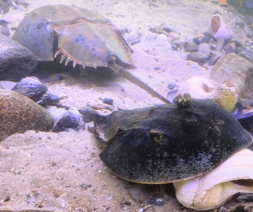 Two horseshoe crabs in a tank at the Blue Ocean Discovery Center