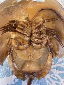 Underside of a horseshoe crab