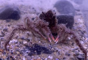 Spider crab