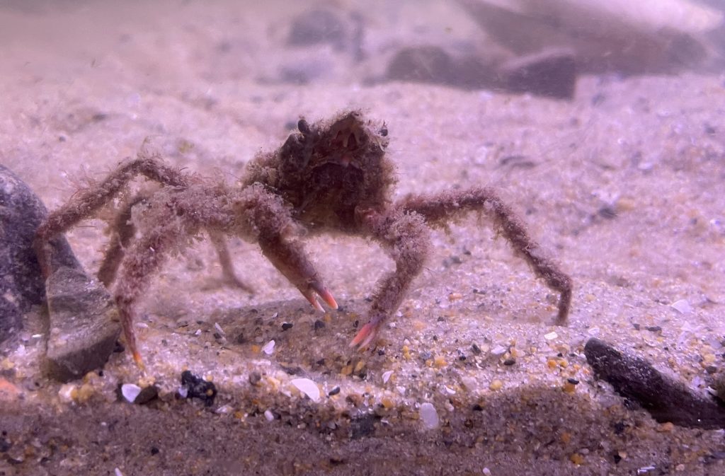 Spider crab in a tank at the Blue Ocean Discovery Center