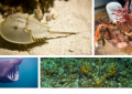 Spooky Creatures - horseshoe crab, basking shark, spider crab, monkfish