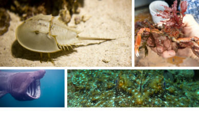 Spooky Creatures - horseshoe crab, basking shark, spider crab, monkfish