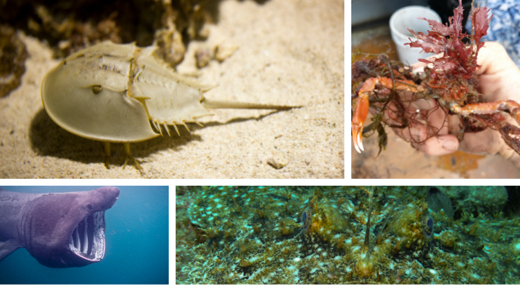 Spooky Creatures - horseshoe crab, basking shark, spider crab, monkfish