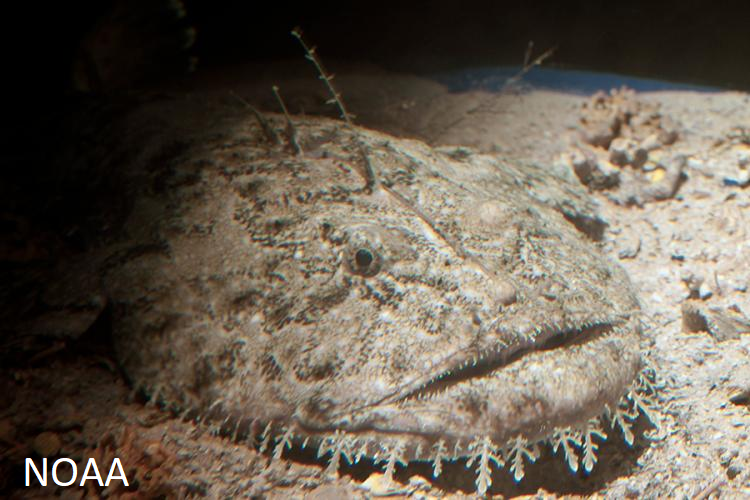 Monkfish (image courtesy NOAA)