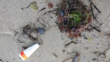 Fishing line and hook on a beach, with seaweed