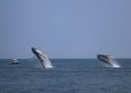 Two humpback whales breaaching