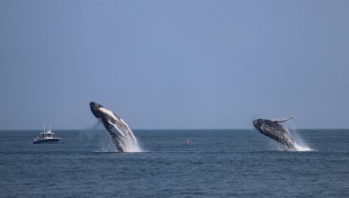Two humpback whales breaaching