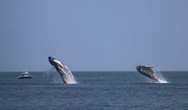 Two humpback whales breaaching