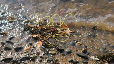 Yellow explosive shock tubing at the edge of the Piscataqua River in Eliot, ME