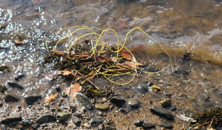 Yellow explosive shock tubing at the edge of the Piscataqua River in Eliot, ME