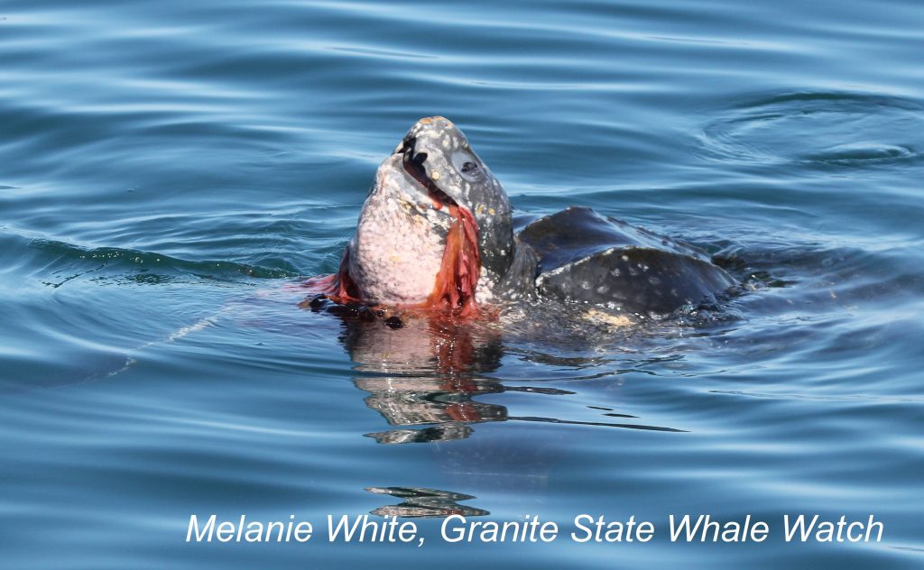 A leatherback turtle eating a jellyfish.  Image taken from the M/V Granite State in Summer 2020. Image (c) Melanie White