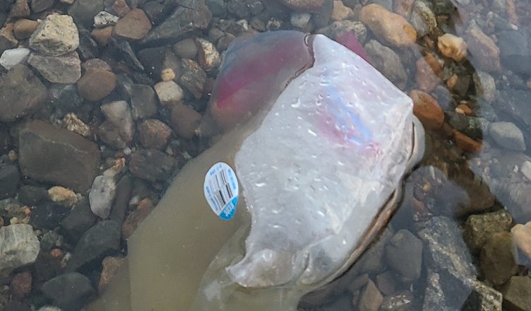 Plastic bag in the water