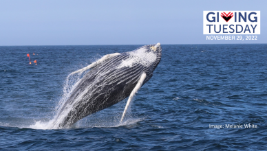 Image of breaching humpback whale, with Giving Tuesday logo and fishing buoys in the background.