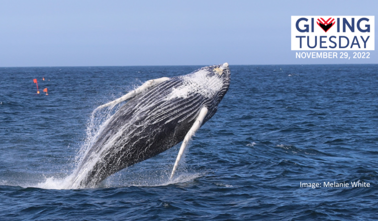 Image of breaching humpback whale, with Giving Tuesday logo and fishing buoys in the background.