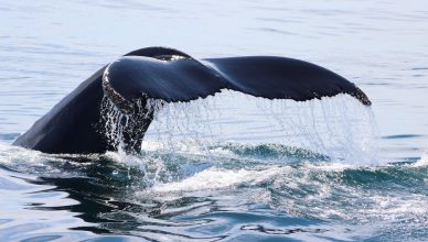 Image showing the tail of a diving humpback whale