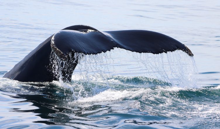 Image showing the tail of a diving humpback whale