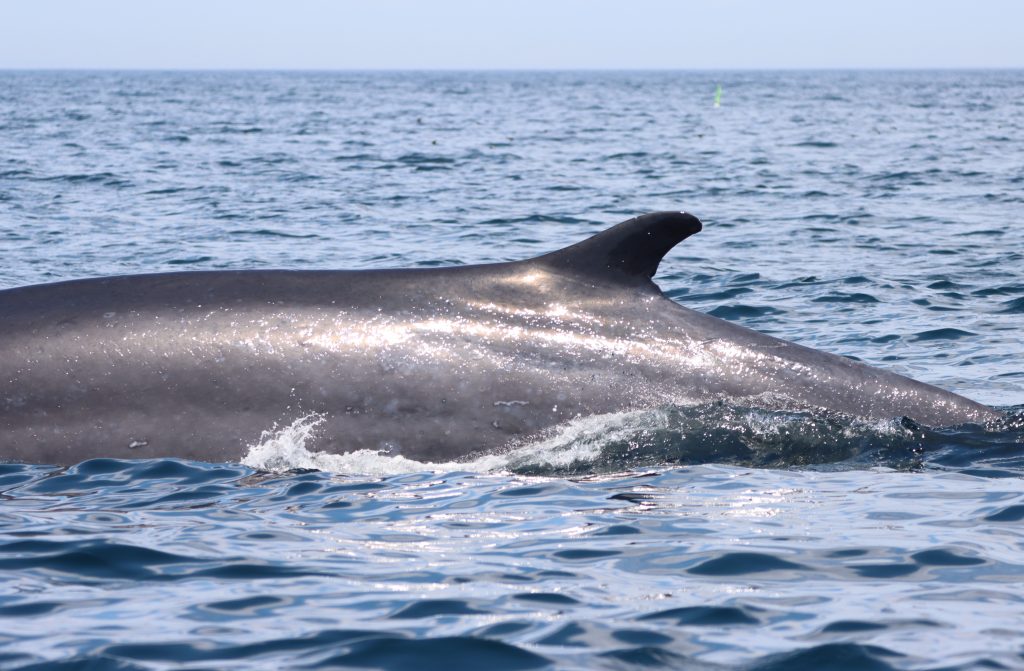 Fin whale. Image shows the back of a dark gray fin whale and its dorsal fin as it is diving into a blue ocean.