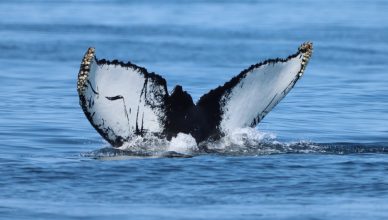 Humpback whale diving into the water. Image of a black and white humpback whale tail as the whale is diving.
