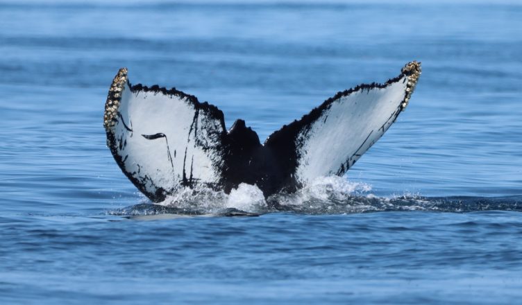 Humpback whale diving into the water. Image of a black and white humpback whale tail as the whale is diving.