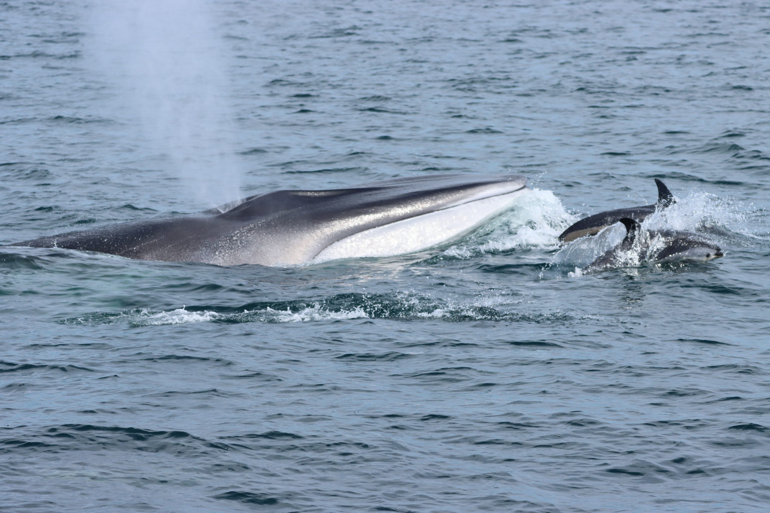 Fin whale and dolphins