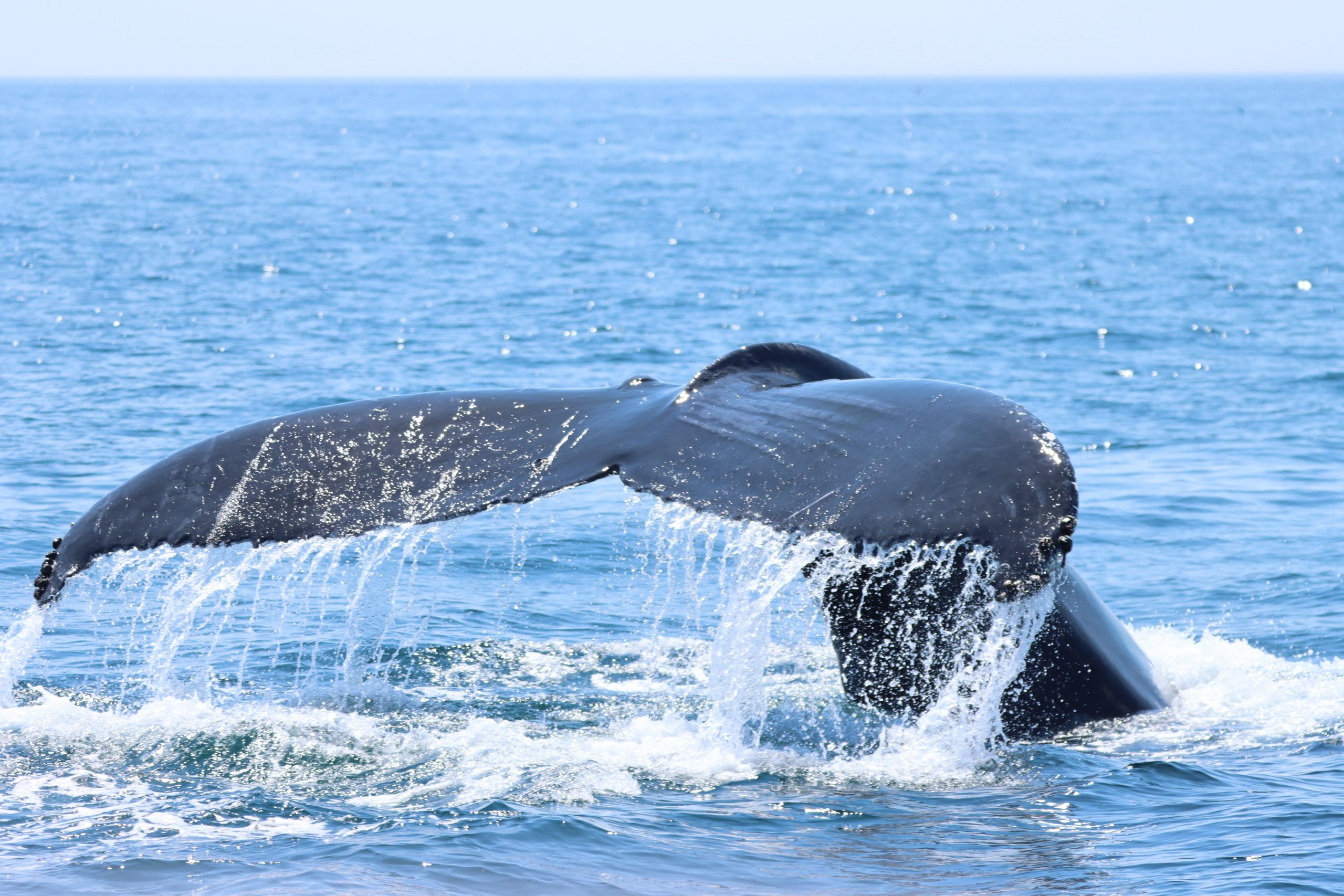 Blue Ocean Symposium