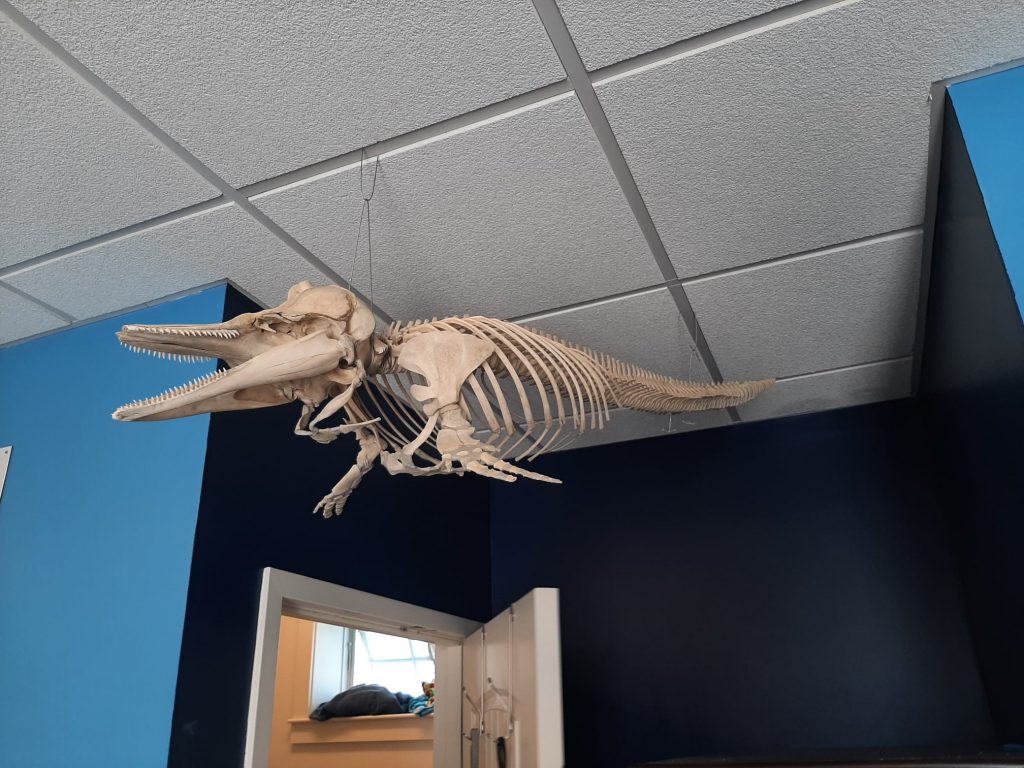 Atlantic white-sided dolphin skeleton