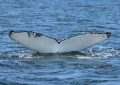 Image of a humpback whale diving. The whale has a white tail with black scars (teeth marks from an orca) on the left side of its tail.