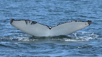 Image of a humpback whale diving. The whale has a white tail with black scars (teeth marks from an orca) on the left side of its tail.