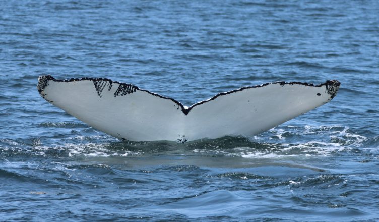 Image of a humpback whale diving. The whale has a white tail with black scars (teeth marks from an orca) on the left side of its tail.