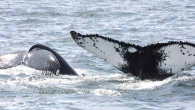 The humpback whale Pinball and her calf. The image shows both whales diving simultaneously and raising their tails.