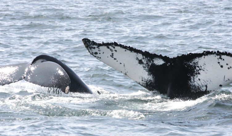 The humpback whale Pinball and her calf. The image shows both whales diving simultaneously and raising their tails.