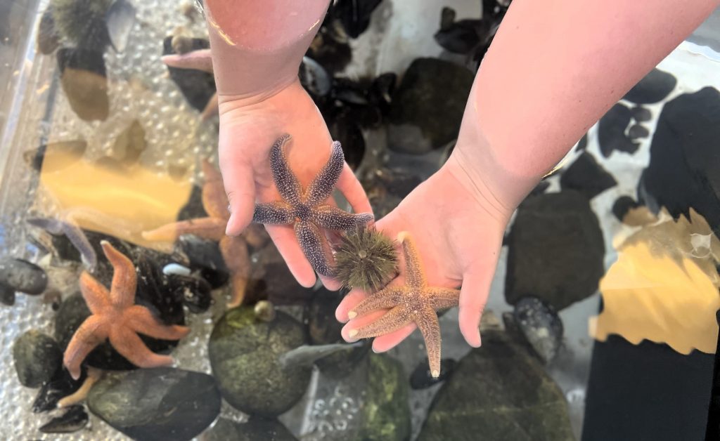 Hands holding sea stars and a sea urchin over a touch tank