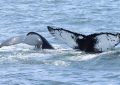 Humpback whale and her calf, diving into the ocean