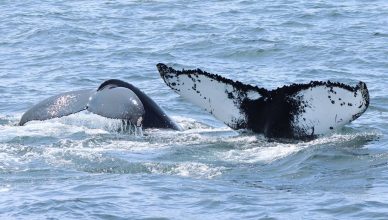 Humpback whale and her calf, diving into the ocean