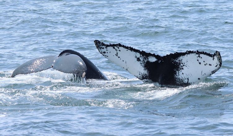 Humpback whale and her calf, diving into the ocean