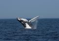 A humpback whale jumping out of the ocean