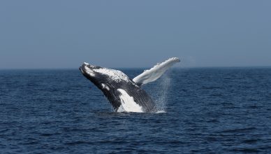 A humpback whale jumping out of the ocean