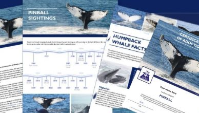 Image of the parts of a Blue Ocean Society whale adoption kit including a sightings history, photo, adoption certificate of a humpback whale