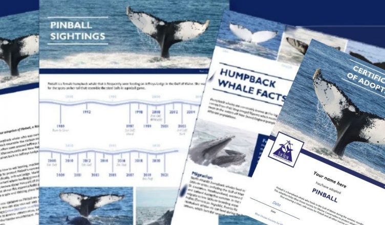 Image of the parts of a Blue Ocean Society whale adoption kit including a sightings history, photo, adoption certificate of a humpback whale