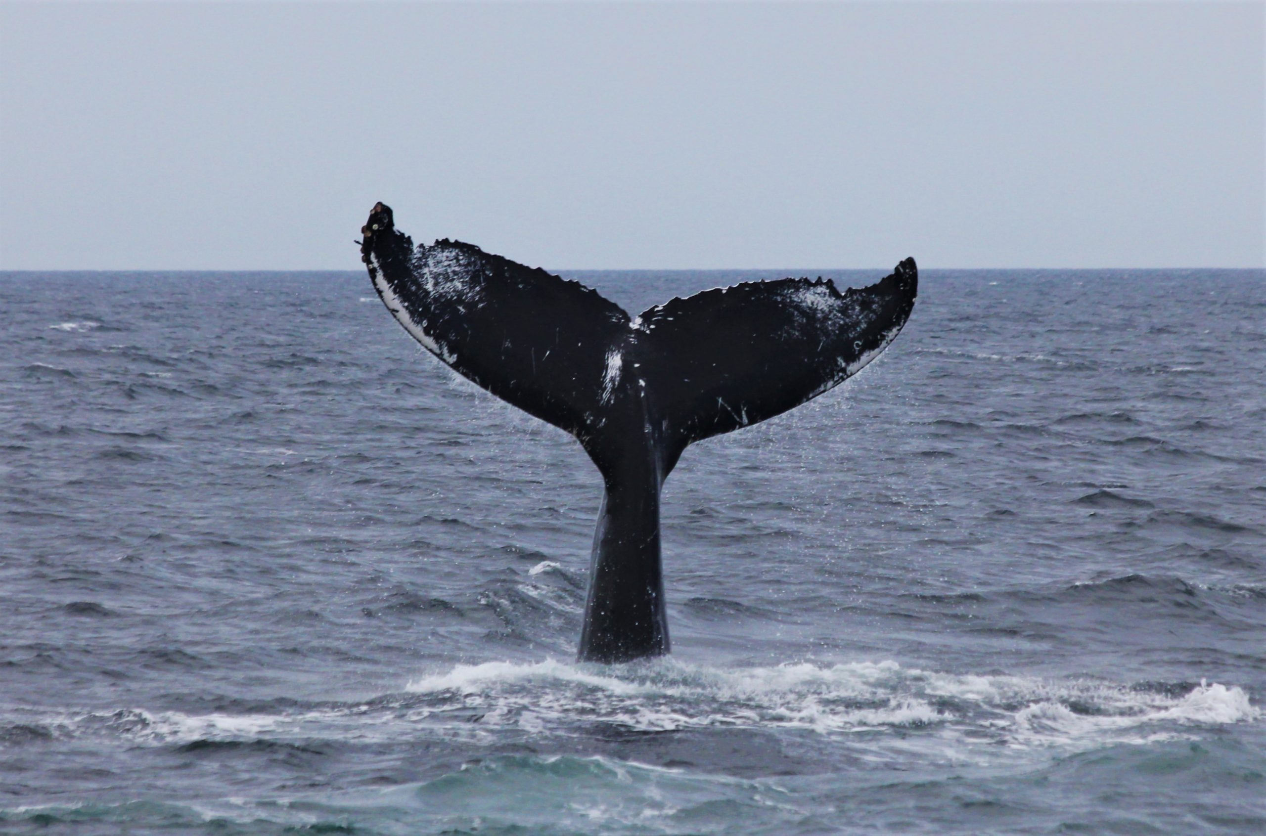 Whale Tales: Adventures on Jeffreys Ledge in the Gulf of Maine! 