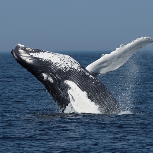 A humpback whale leaping out of the water