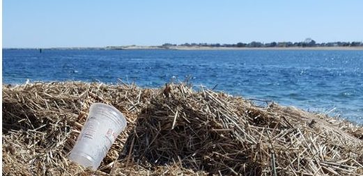 Earth Day Beach Cleanup at Plum Island