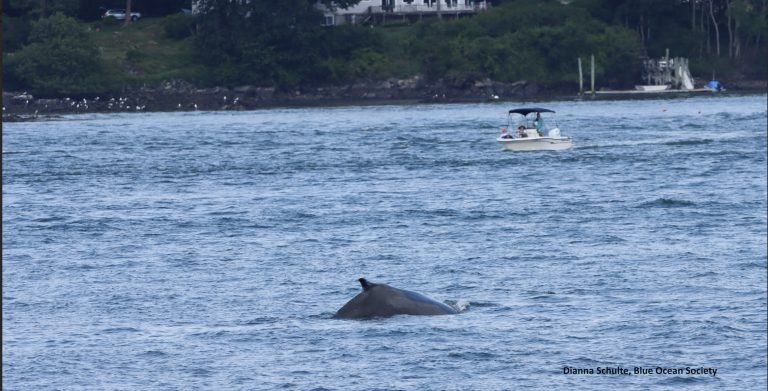 The back of a humpback whale in the Piscataqua River